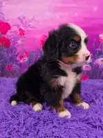 Liam Mini Bernese 🐶, a male Bernese Mountain Dog and Cavalier King Charles Spaniel for sale in Walnut Creek, OH – 2 of 7
