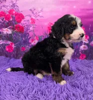 Nabisco Mini Bernedoodle 🐶, a male Miniature Bernedoodle for sale in Walnut Creek, OH – 2 of 7
