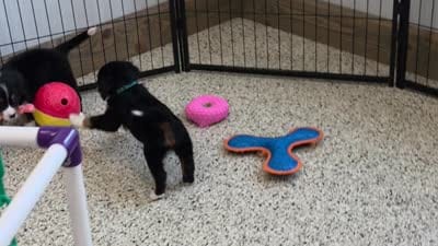 Sundae Mini Bernese, a female Bernese Mountain Dog and Cavalier King Charles Spaniel for sale in Walnut Creek, OH – 5 of 7