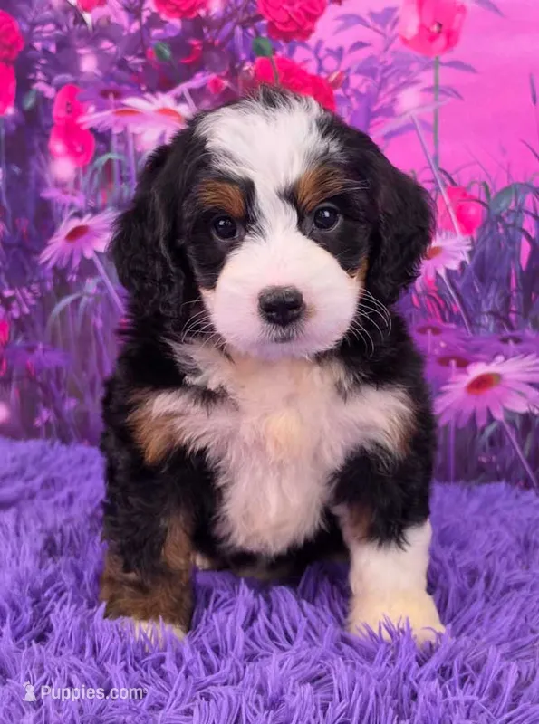 Hailey 🐶 – Miniature Bernedoodle puppy for sale in Walnut Creek, OH