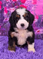 Hailey 🐶, a female Miniature Bernedoodle for sale in Walnut Creek, OH – 1 of 5