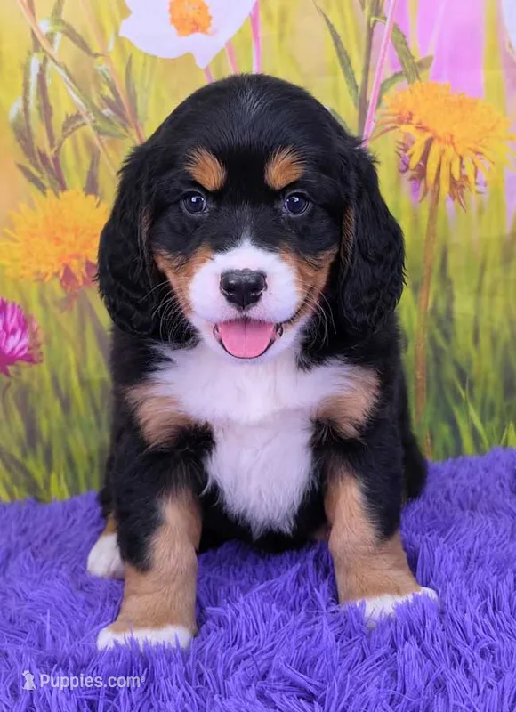 Savannah (Mini Bernese) 🐶 – Bernese Mountain Dog, Cavalier King Charles Spaniel puppy for sale in Walnut Creek, OH