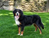 Scottie (Mini Bernese) 🐶, a male Bernese Mountain Dog and Cavalier King Charles Spaniel for sale in Walnut Creek, OH – 7 of 8