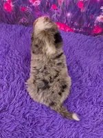 Karma 🐶, a female Miniature Bernedoodle for sale in Walnut Creek, OH – 4 of 5
