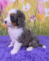 Dew, a male Miniature Bernedoodle for sale in Walnut Creek, OH – 3 of 5