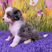 Posy, a female Miniature Bernedoodle for sale in Walnut Creek, OH – 3 of 5