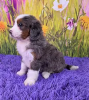 Tulip, a female Miniature Bernedoodle for sale in Walnut Creek, OH – 4 of 6