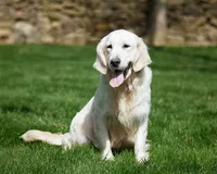 Oscar , a male Goberian for sale in Walnut Creek, OH – 6 of 7