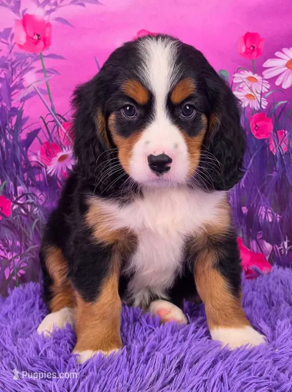Nadine Mini Bernese 🐶 – Bernese Mountain Dog, Cavalier King Charles Spaniel puppy for sale in Walnut Creek, OH