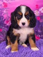 Nadine Mini Bernese 🐶, a female Bernese Mountain Dog and Cavalier King Charles Spaniel for sale in Walnut Creek, OH – 1 of 7