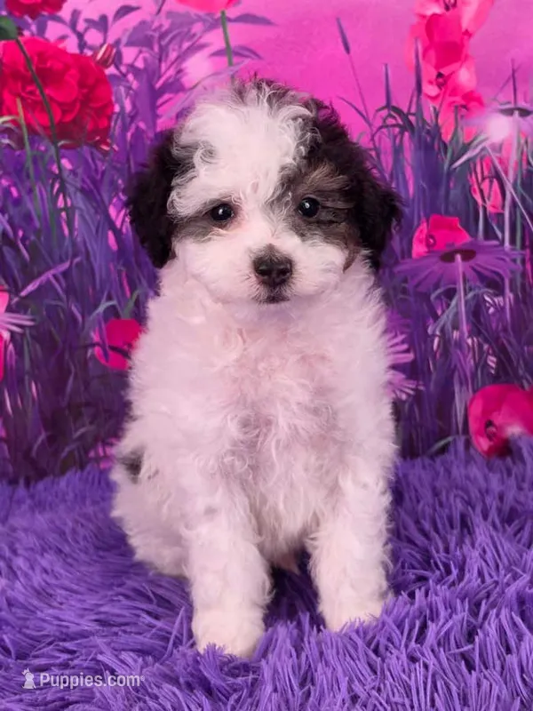Cookie – Poodle - Miniature  puppy for sale in Walnut Creek, OH