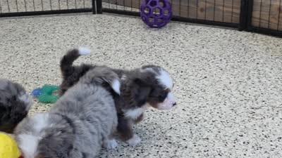 Keegan 🐶, a male Miniature Bernedoodle for sale in Walnut Creek, OH – 5 of 5