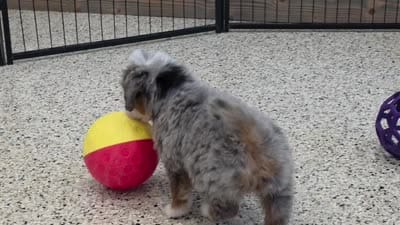 Kodiak 🐶, a male Miniature Bernedoodle for sale in Walnut Creek, OH – 5 of 5