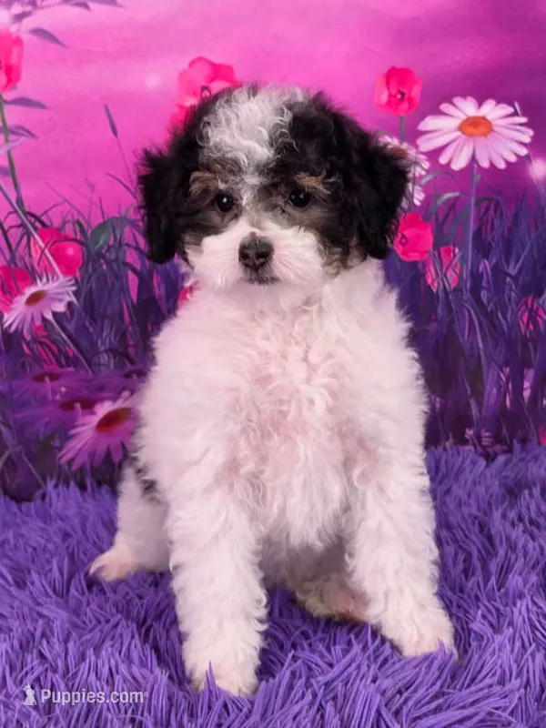 Confetti – Poodle - Miniature  puppy for sale in Walnut Creek, OH