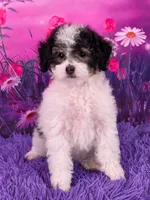 Confetti, a female Poodle - Miniature  for sale in Walnut Creek, OH – 1 of 6