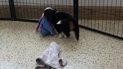 Tuffy Mini Bernese, a male Bernese Mountain Dog and Cavalier King Charles Spaniel for sale in Walnut Creek, OH – 5 of 7