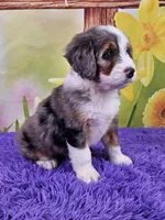 Bounty, a female Miniature Bernedoodle for sale in Walnut Creek, OH – Photo 2 of 4