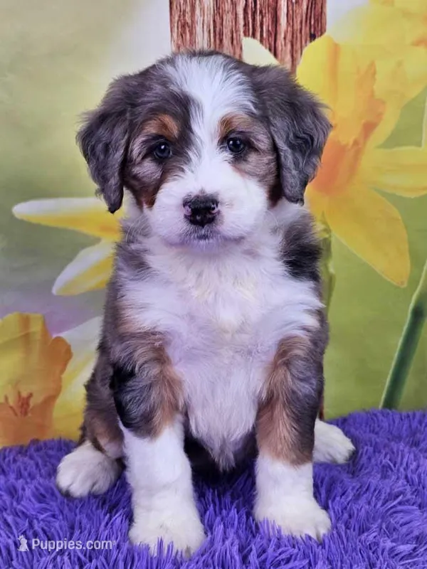 Bounty – Miniature Bernedoodle puppy for sale in Walnut Creek, OH