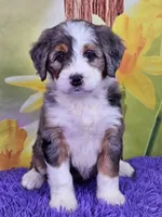 Bounty, a female Miniature Bernedoodle for sale in Walnut Creek, OH – Photo 1 of 4