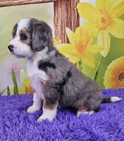 Bounty, a female Miniature Bernedoodle for sale in Walnut Creek, OH – Photo 3 of 4