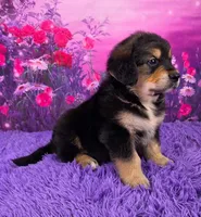 Andre, a male Golden Mountain Doodle for sale in Walnut Creek, OH – Photo 2 of 6