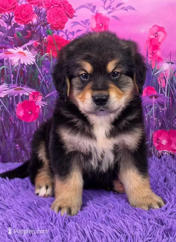 Andre – Golden Mountain Doodle puppy for sale in Walnut Creek, OH