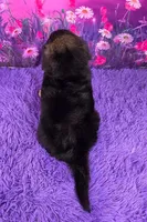 Andre, a male Golden Mountain Doodle for sale in Walnut Creek, OH – Photo 4 of 6