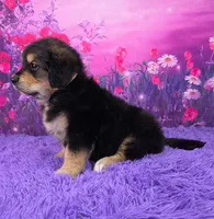 Andre, a male Golden Mountain Doodle for sale in Walnut Creek, OH – Photo 3 of 6