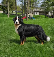 Andre, a male Golden Mountain Doodle for sale in Walnut Creek, OH – Photo 5 of 6