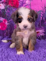 Navi Mini Bernedoodle 🐶, a female Miniature Bernedoodle for sale in Walnut Creek, OH – 1 of 7