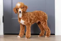 Ziggy 🐶, a male Miniature Bernedoodle for sale in Walnut Creek, OH – 7 of 7
