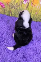 Meadow, a female Miniature Bernedoodle for sale in Walnut Creek, OH – 4 of 5