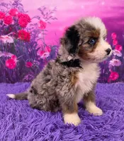 Karma 🐶, a female Miniature Bernedoodle for sale in Walnut Creek, OH – 2 of 5