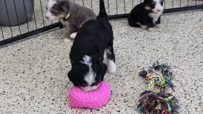 Nora Mini Bernedoodle 🐶, a female Miniature Bernedoodle for sale in Walnut Creek, OH – 5 of 7