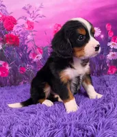 Tuffy Mini Bernese, a male Bernese Mountain Dog and Cavalier King Charles Spaniel for sale in Walnut Creek, OH – 2 of 7