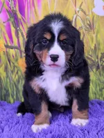 Scottie (Mini Bernese) 🐶, a male Bernese Mountain Dog and Cavalier King Charles Spaniel for sale in Walnut Creek, OH – 2 of 8