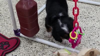 Leyla Mini Bernese 🐶, a female Bernese Mountain Dog and Cavalier King Charles Spaniel for sale in Walnut Creek, OH – 5 of 7