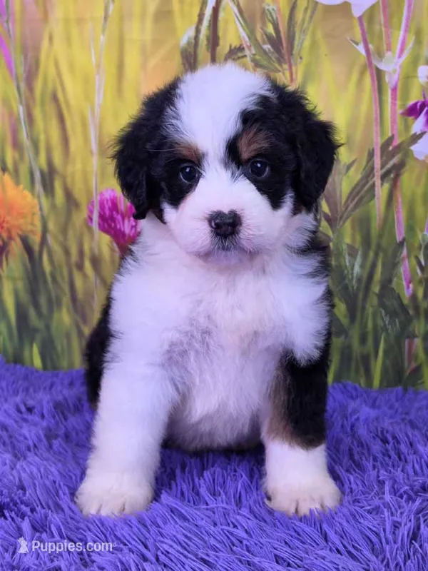 Meadow – Miniature Bernedoodle puppy for sale in Walnut Creek, OH