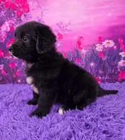 Anika, a female Golden Mountain Doodle for sale in Walnut Creek, OH – Photo 3 of 6