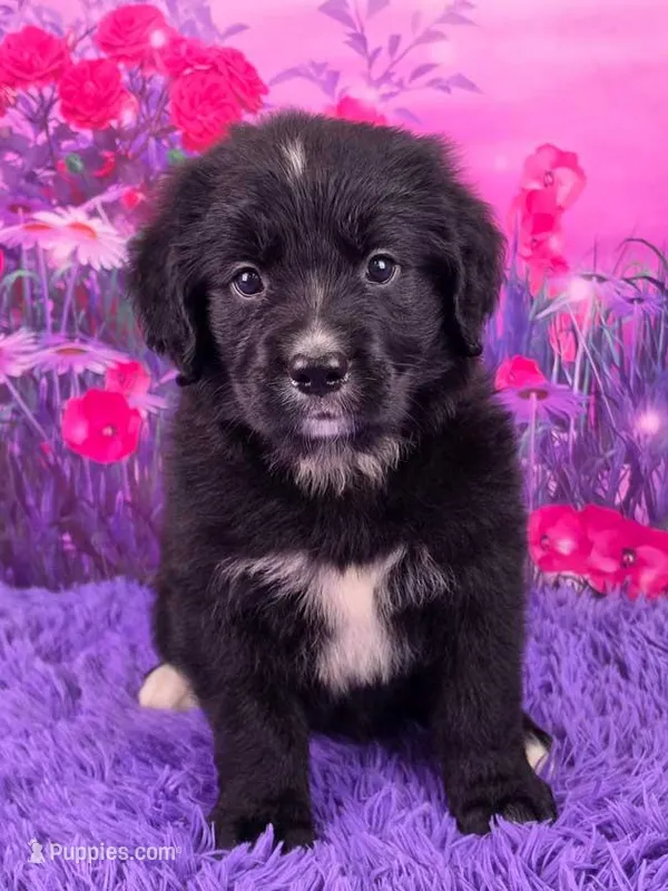 Anika – Golden Mountain Doodle puppy for sale in Walnut Creek, OH