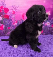 Anika, a female Golden Mountain Doodle for sale in Walnut Creek, OH – Photo 2 of 6