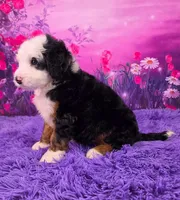 Ziggy 🐶, a male Miniature Bernedoodle for sale in Walnut Creek, OH – 3 of 7
