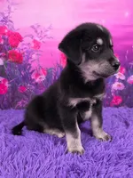 Oscar , a male Goberian for sale in Walnut Creek, OH – 2 of 7