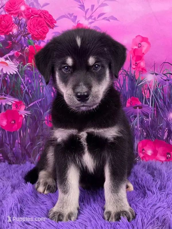 Oscar  – Goberian puppy for sale in Walnut Creek, OH