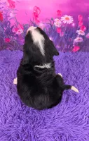 Tuffy Mini Bernese, a male Bernese Mountain Dog and Cavalier King Charles Spaniel for sale in Walnut Creek, OH – 4 of 7