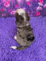 Keegan 🐶, a male Miniature Bernedoodle for sale in Walnut Creek, OH – 4 of 5