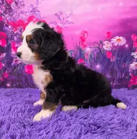 Hendrix 🐶, a male Miniature Bernedoodle for sale in Walnut Creek, OH – 3 of 5