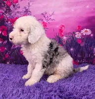Snoopy Mini Sheepsdoodle 🐶, a male Poodle - Miniature  and Sheepadoodle for sale in Walnut Creek, OH – 3 of 7