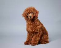 Emma, a female Poodle - Miniature  for sale in Walnut Creek, OH – 5 of 6
