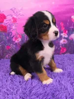 Sawyer Mini Bernese , a male Bernese Mountain Dog and Cavalier King Charles Spaniel for sale in Walnut Creek, OH – 2 of 7